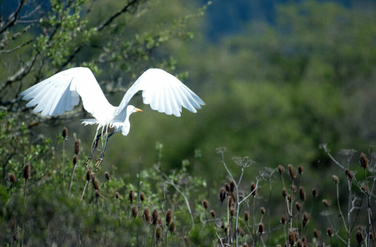 Egret at Arcata Marsh